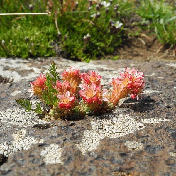 Wild flowers on Aragats